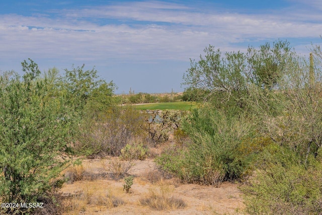 view of local wilderness