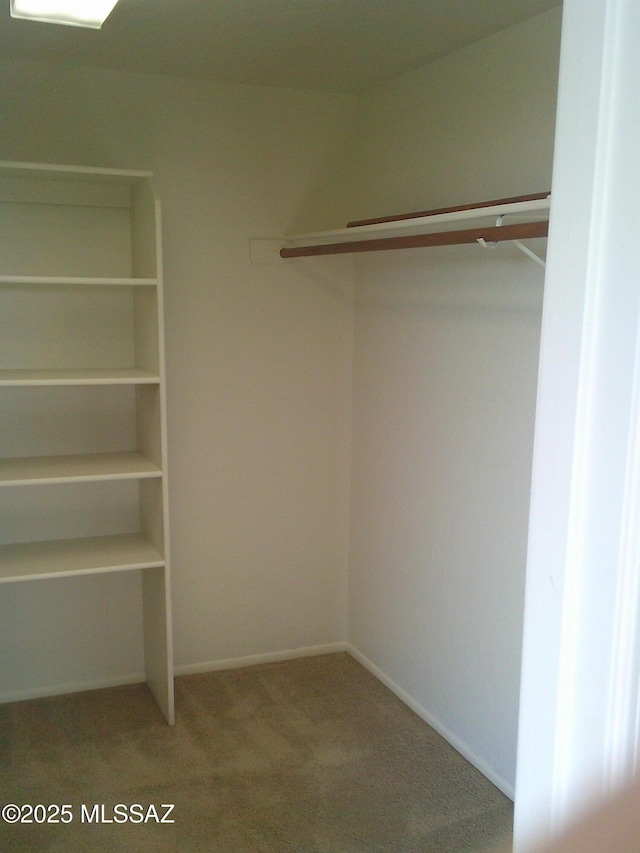 walk in closet featuring carpet flooring