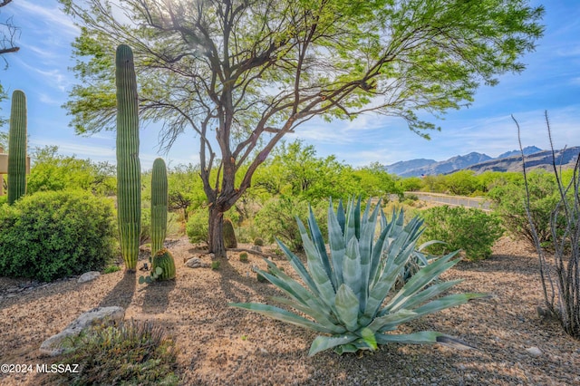 view of yard featuring a mountain view