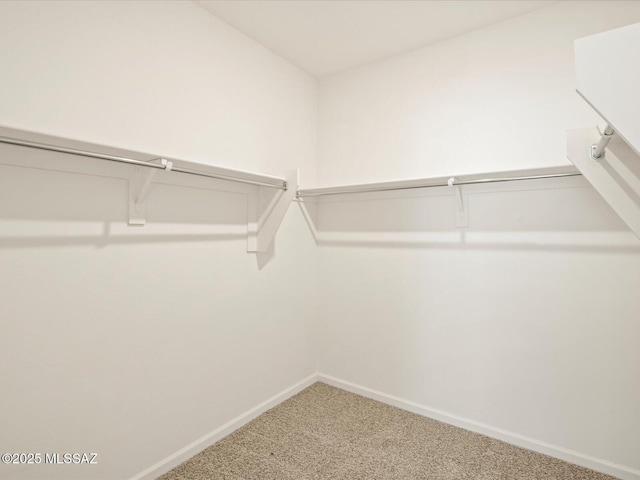 spacious closet featuring carpet floors