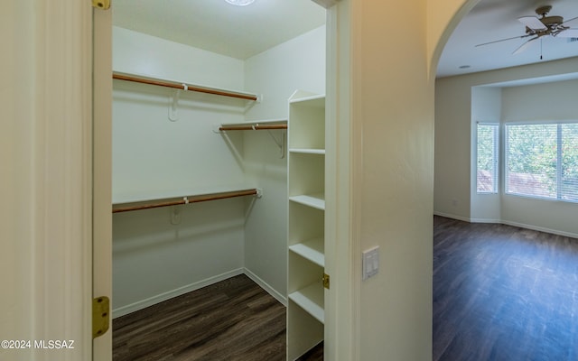 spacious closet featuring ceiling fan and dark hardwood / wood-style floors