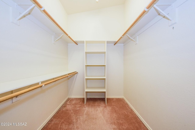 walk in closet featuring carpet floors