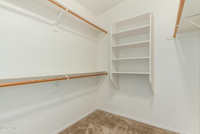 spacious closet featuring carpet