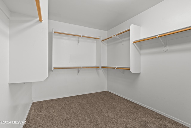 walk in closet featuring carpet floors