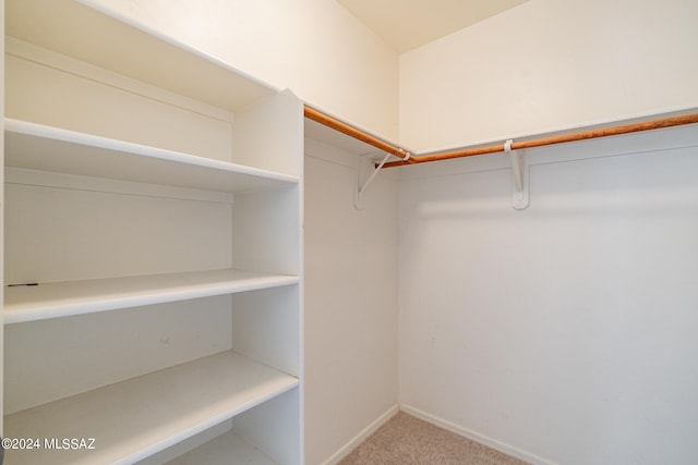 spacious closet featuring carpet