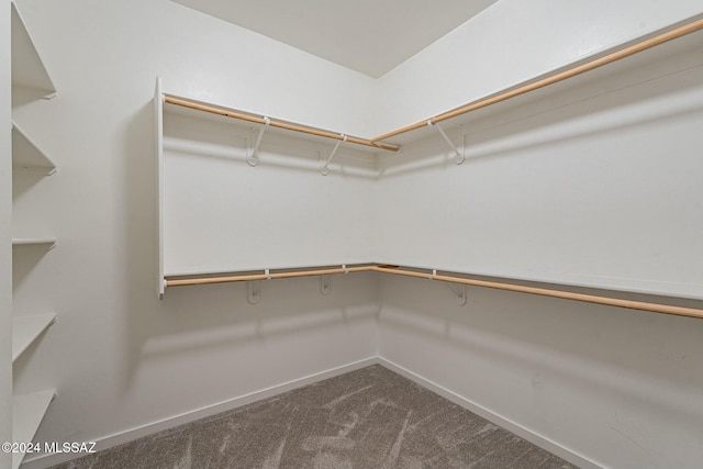 spacious closet featuring carpet floors