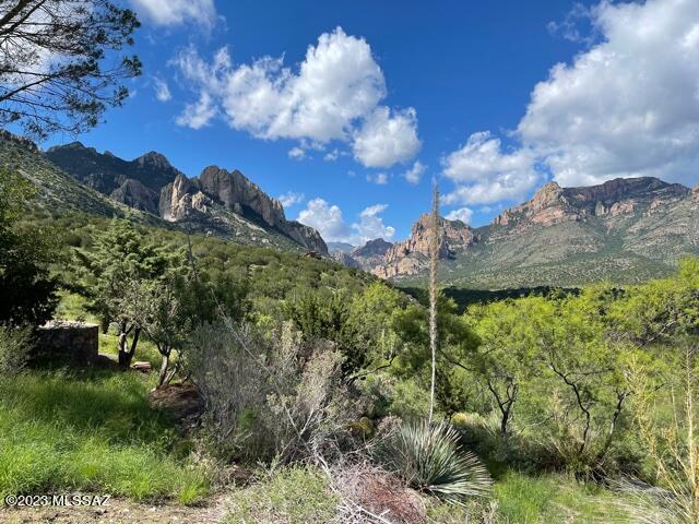 view of local wilderness featuring a mountain view