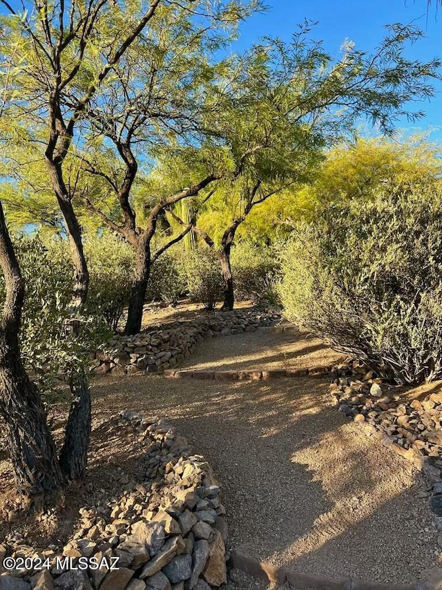 view of local wilderness