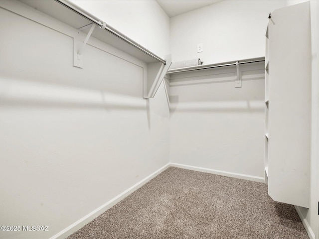 walk in closet featuring carpet flooring
