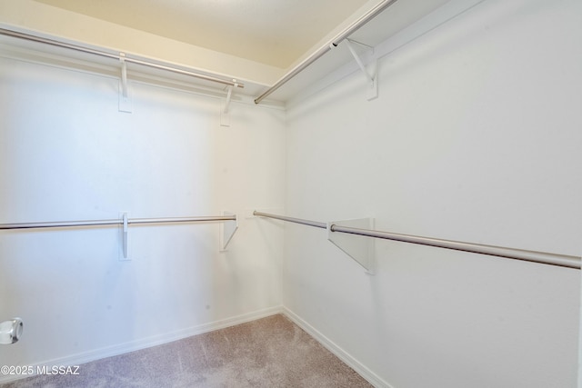 walk in closet featuring carpet floors