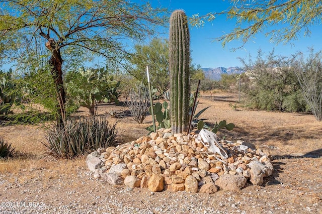 view of local wilderness