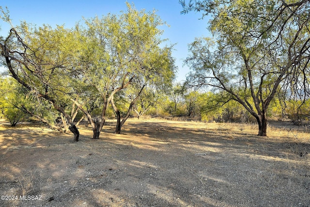 view of local wilderness