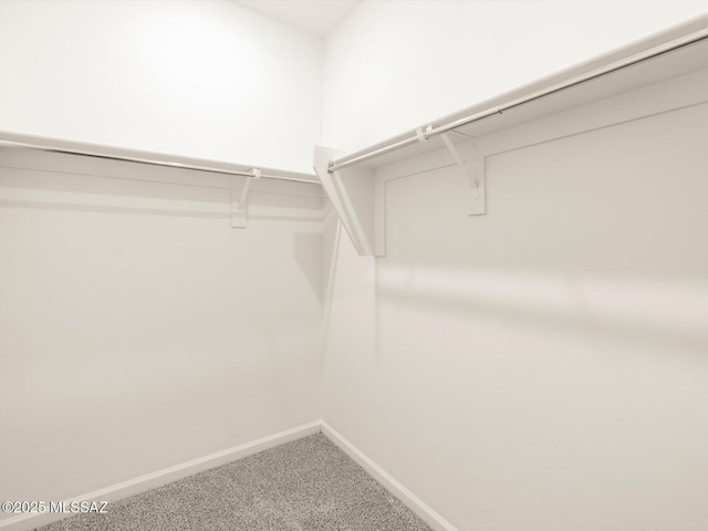 spacious closet featuring carpet flooring