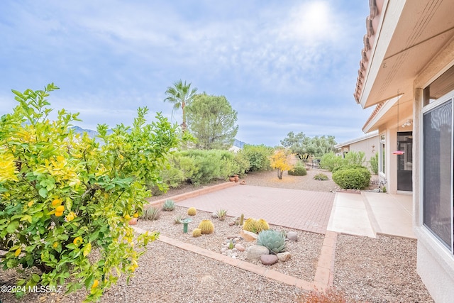 view of yard with a patio area