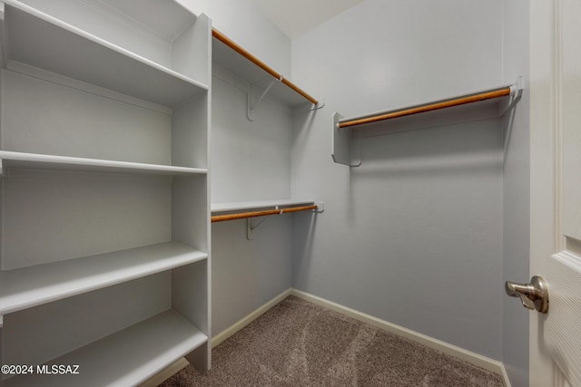 walk in closet featuring carpet floors