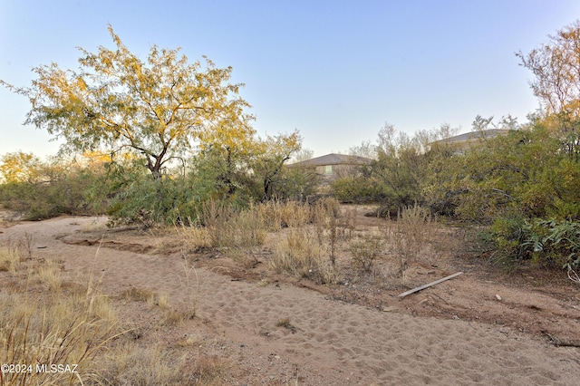 view of local wilderness