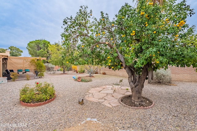 view of yard featuring a patio