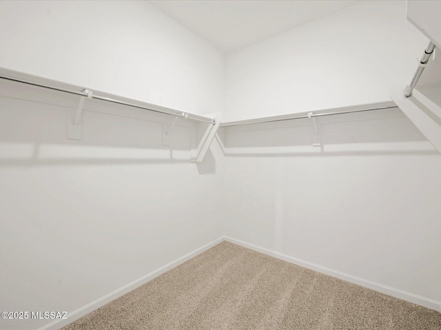 walk in closet featuring carpet flooring