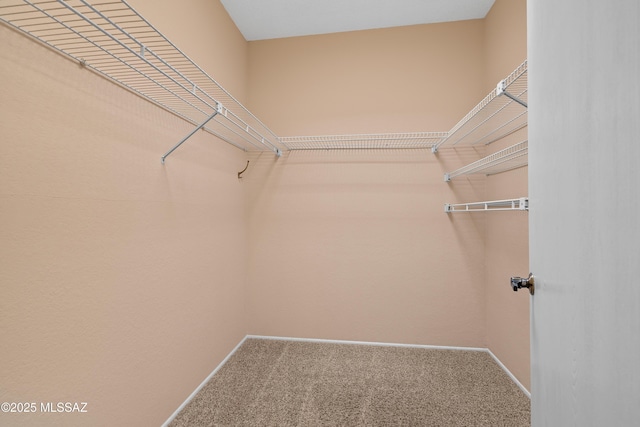 spacious closet with carpet flooring