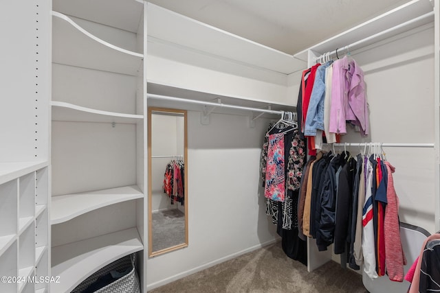 walk in closet featuring carpet floors