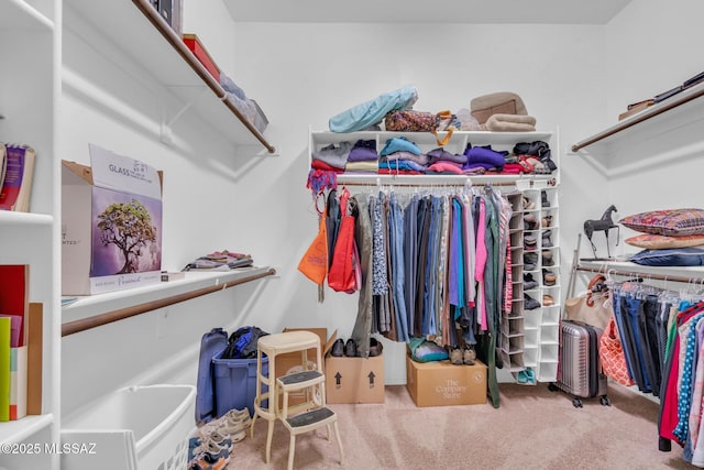 spacious closet featuring carpet flooring