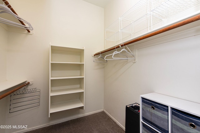 spacious closet featuring carpet