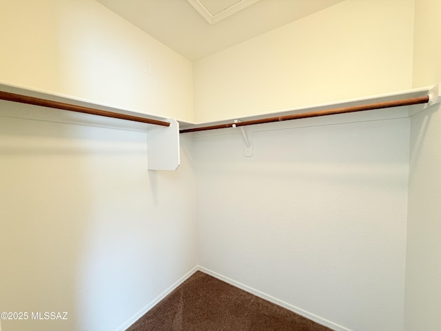 walk in closet with carpet flooring