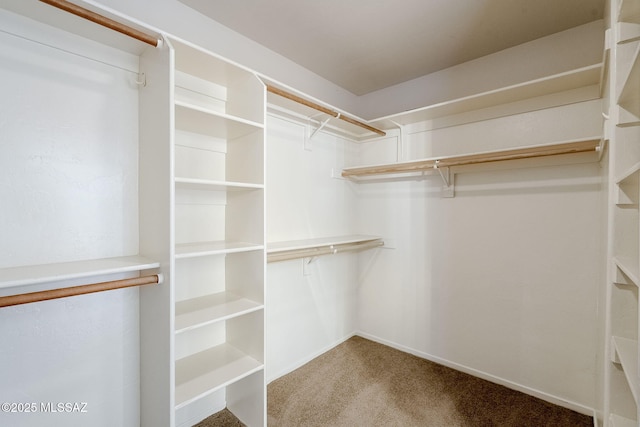 spacious closet featuring carpet flooring