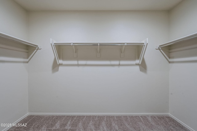 spacious closet featuring carpet
