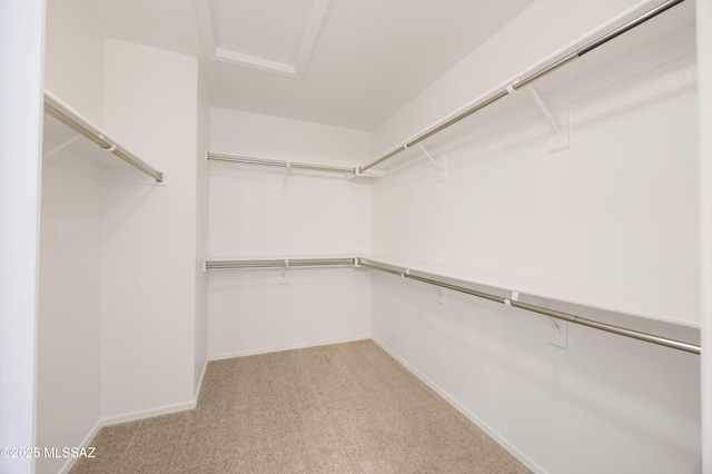 spacious closet featuring carpet