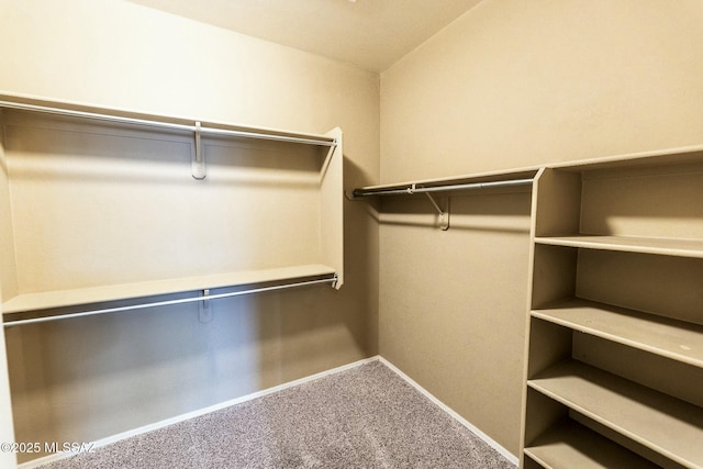 walk in closet with carpet floors