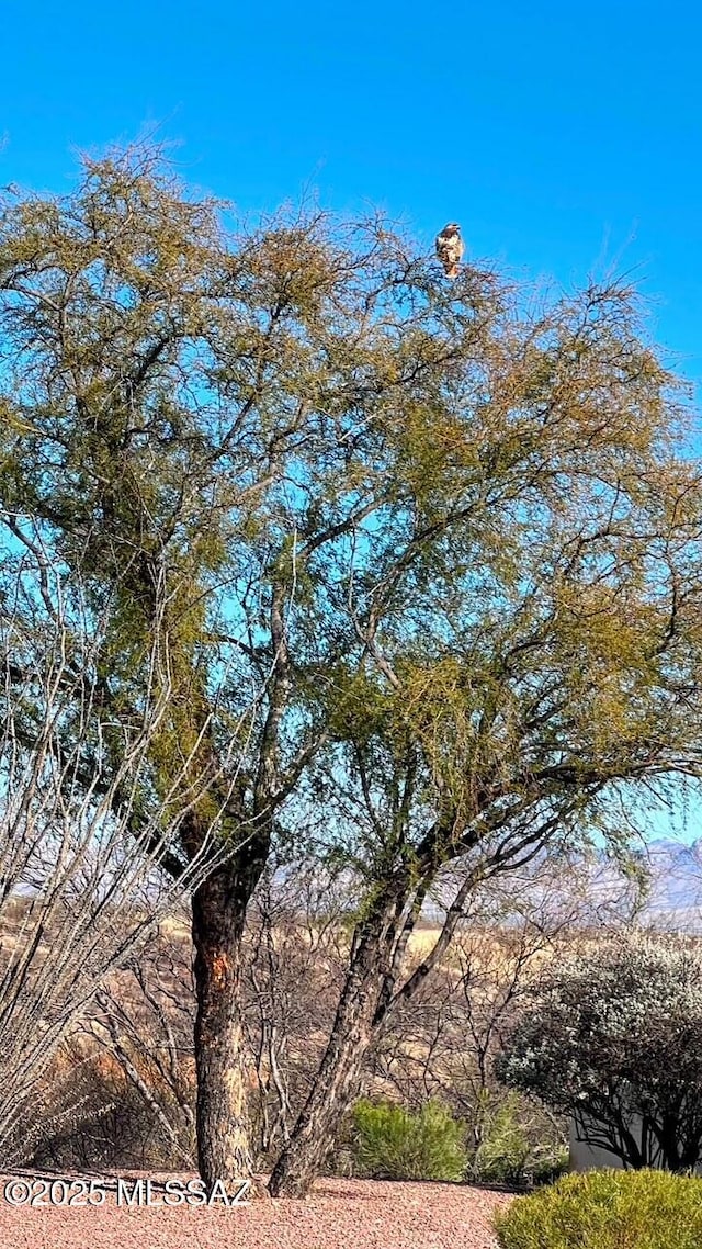 view of nature