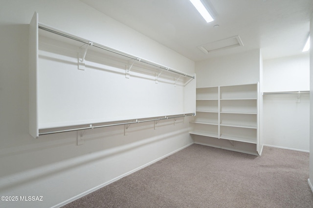 spacious closet featuring attic access and carpet