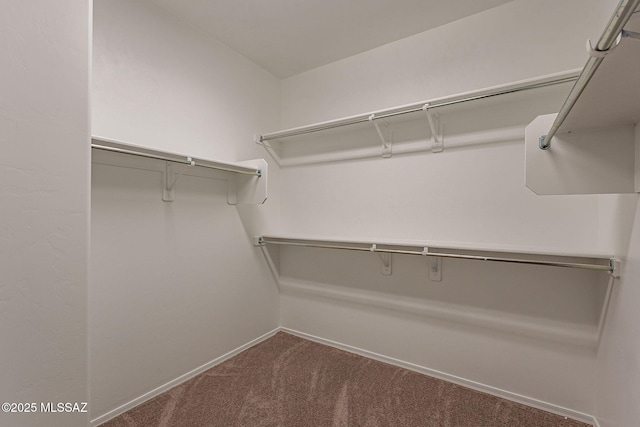 walk in closet with carpet floors