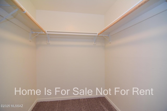 walk in closet featuring carpet floors