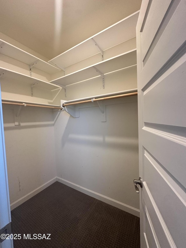 walk in closet featuring carpet flooring