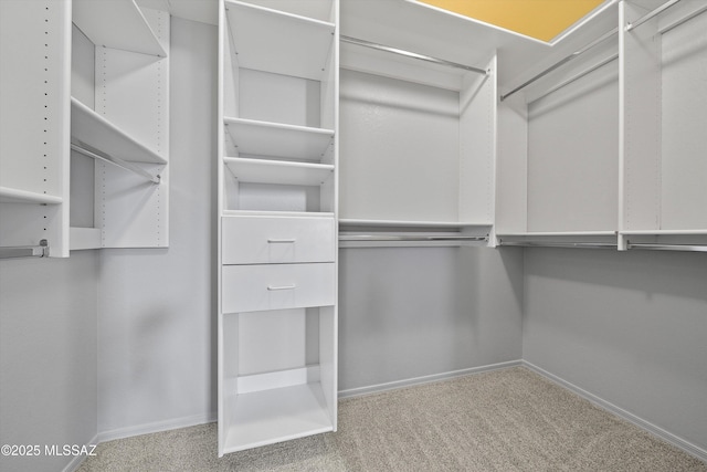 walk in closet featuring carpet flooring