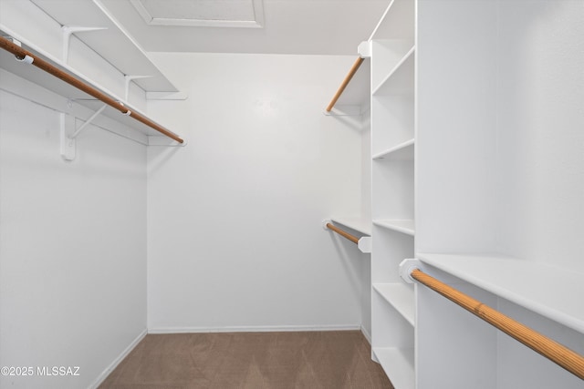 spacious closet featuring carpet