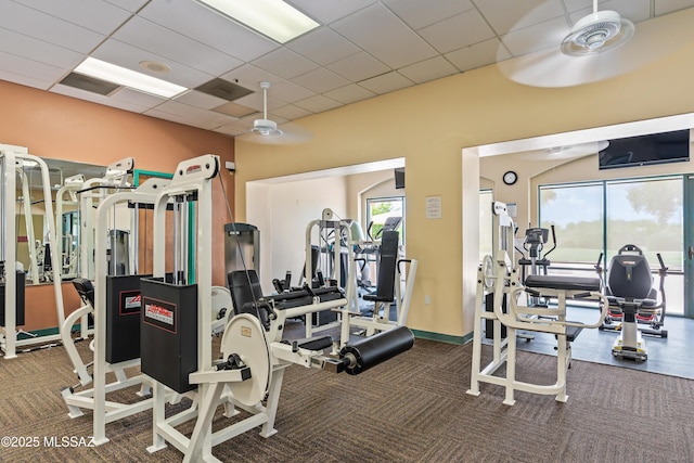 gym featuring a drop ceiling, ceiling fan, and carpet flooring