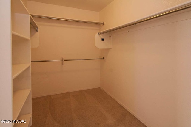 spacious closet featuring carpet floors