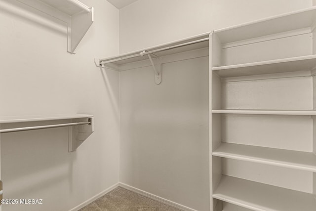 spacious closet featuring carpet flooring