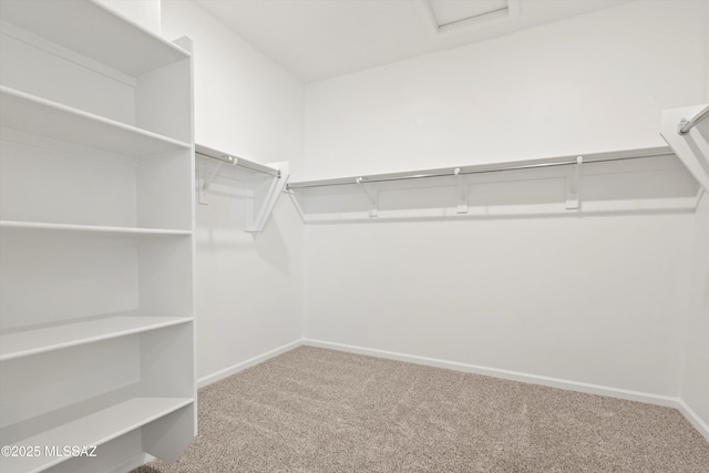 spacious closet featuring carpet