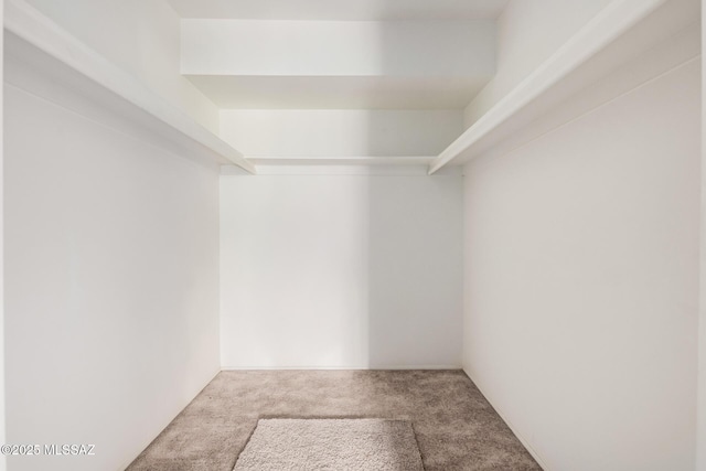 walk in closet featuring carpet floors