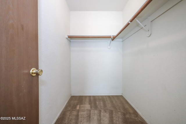 walk in closet with carpet flooring