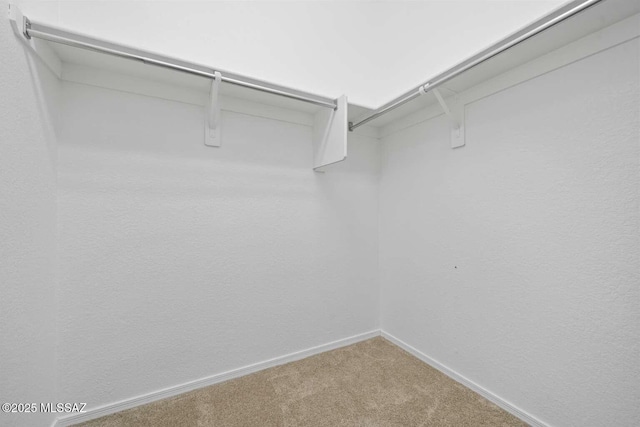 spacious closet featuring carpet floors