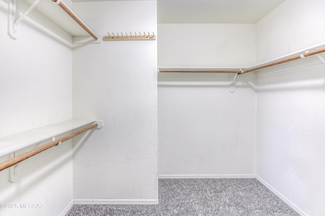 spacious closet featuring carpet floors