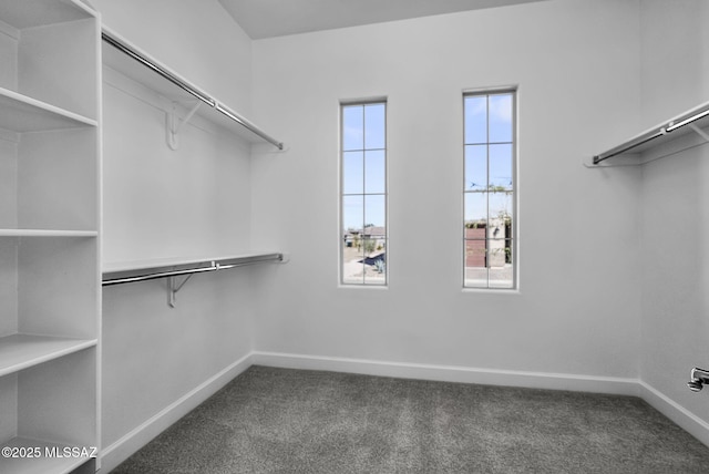 spacious closet featuring carpet flooring