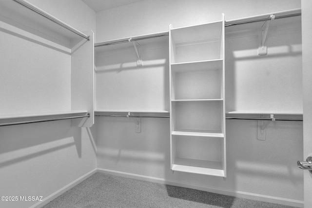 walk in closet featuring carpet floors