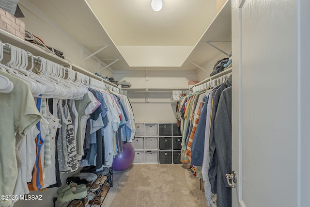 spacious closet featuring carpet