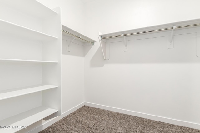 walk in closet featuring carpet flooring